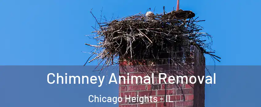  Chimney Animal Removal Chicago Heights - IL